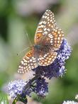 Ceanothus Remote Blue with Checkerspot Butterfly.