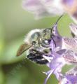 Salvia Bee's Bliss with a native bee