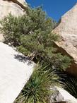 Pinyon Pine. in the rocks in Joshua Tree