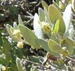 Simmondsia chinensis, Jojoba in flower