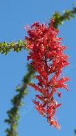 Fouquieria splendens,  Ocotillo flowers - grid24_24