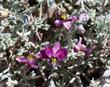 Range Ratany, Krameria parvifolia