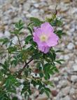 Rosa nutkana, Nootka Rose in flower - grid24_24