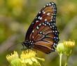 A Queen, Danaus gilippus on Senecio douglasii out in Joshua Tree 
