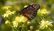A Queen, Danaus gilippus on Senecio douglasii