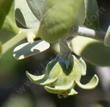 Jojoba flower