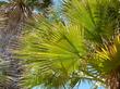 California fan Palm leaves - grid24_24