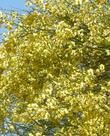 Palo Verde makes a flower show in spring.