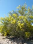 Palo Verde as a small tree.