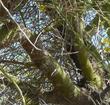 Cercidium floridum, Palo Verde trunk. I do not know why some folks are hung up on the trunks, but here's what it looks like. You can see why it's used by the birds for nest sites. - grid24_24