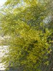 Blue Palo Verde