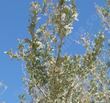 Desert Ironwoods (Olneya tesota) 