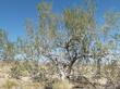 Desert ironwood