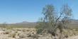 Desert ironwood in Joshua Tree
