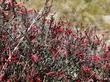 Beloperone californica, Chuparosa