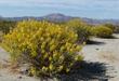 Cassia armata, Desert Senna out in Joshua tree