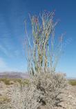 Fouquieria splendens, Ocotillo in flower - grid24_24