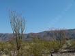 Fouquieria splendens, Ocotillo out in Joshua Tree - grid24_24