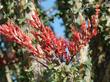 Fouquieria splendens, Ocotilla - grid24_24