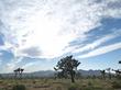 Joshua tree,  Yucca brevifolia, in a joshua tree woodland - grid24_24