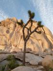 Joshua Tree at  Joshua tree
