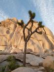 Joshua Tree at  Joshua tree - grid24_24