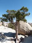 Pinus monophylla in the rocks at Joshua tree