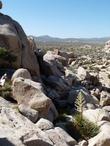 Nolina parryi in the rocks at Joshua Tree - grid24_24