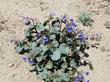 Desert Bluebells in Joshua Tree