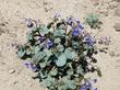 Desert Bluebells in Joshua Tree - grid24_24