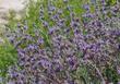 Salvia Bee's Bliss as a sage groundcover.