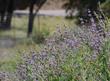 Looking across Salvia Bee's Bliss flowers.