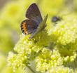Acmon Blue Butterfly on Sulfur Buckwheat in the Santa Margarita garden.
