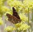 Variable Checkerspot on Sulfur Buckwheat