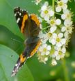 Prunus virginiana demissa with a Red Admiral,  Vanessa atalanta