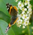 Prunus virginiana demissa with a Red Admiral,  Vanessa atalanta - grid24_24