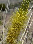 Stanleya pinnata, Prince's Plume flowers - grid24_24