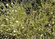 Apache Plume, Fallugia paradoxa in adobe soil - grid24_24