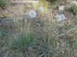 Mountain Dandelion 