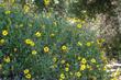 Encelia californica, Coast Sunflower, California brittlebush and Bush Sunflower grows along the coast. In Santa Barbara, Los Angeles, Pasadena, etc. it is an colorful, drought tolerant plant.  - grid24_24