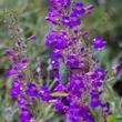 Penstemon spectablis, Showy Monkey flower with an Anna Hummingbird. Hard to beleive this used to be common in the Santa Monica Mtns, Los Angeles, Pasadena, Eagle Rock  and most of Southern California. - grid24_24