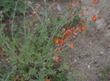 Sphaeralcea grossulariifolia,  Gooseberry leaf Globemallow plant - grid24_24