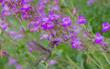 Penstemon grinnellii scrophularioides with an Anna Hummingbird in a native garden.