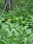 California Coneflower, Rudbeckia californica in the wild