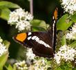 California Sister Butterfly, Adelpha bredowii californica on Cornus glabrata - grid24_24