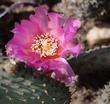 Bakersfield Cactus, Opuntia treleasei