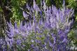 San Diego Mtn. Lilac, Ceanothus cyaneus grows well in coastal California in places like Santa Barbara and Los Angeles. - grid24_24