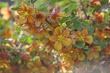 Fremontodendron californicum decumbens, Dwarf Flannel Bush makes a flower show