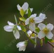 Philadelphus microphyllus, Littleleaf Mock orange and Desert Mock Orange.  - grid24_24