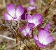 Speckled Clarkia or Farewell to Spring - grid24_24